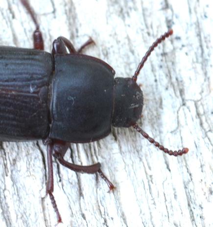 Tenebrio molitor